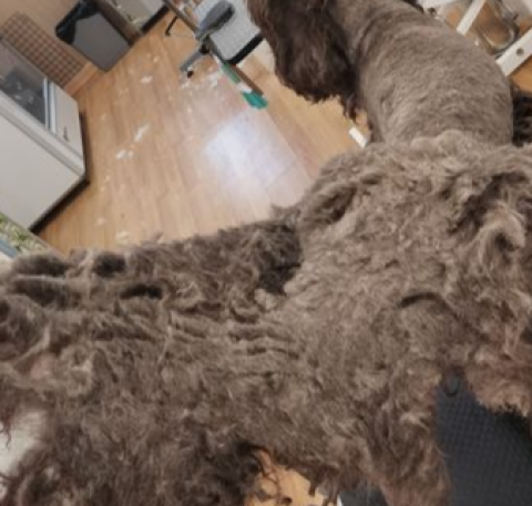 Our normal Grooming charge does not include de-matting. There is an additional charge of up to £15 for any additional grooming time required to de-mat your dog.    We will not de-mat, elderly, infirm or aggressive dogs.    Please note: We groom humanely,
